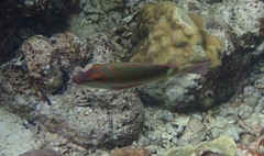 Lethrinus erythropterus