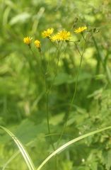 Crepis paludosa