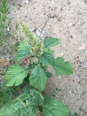 Amaranthus retroflexus