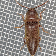 Diplostethus