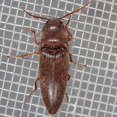 Diplostethus