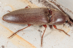 Diplostethus
