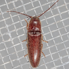 Dipropus simplex