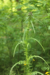 Cirsium palustre