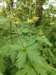 Geranium sylvaticum