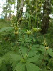 Geranium sylvaticum