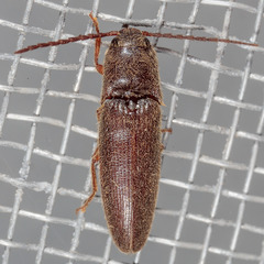 Dipropus simplex