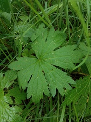 Geranium sylvaticum