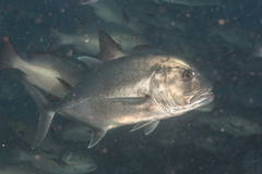 Caranx ignobilis