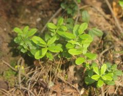Vaccinium vitis-idaea