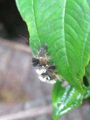 Hypercompe nemophila