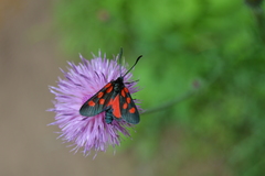 Zygaena angelicae