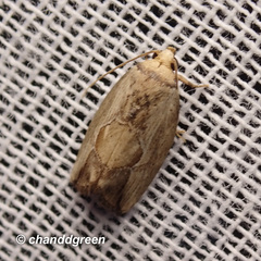 Strotihypera macroplaga