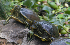 Hispaniolan Slider photo 3