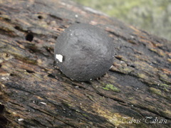 Fungi