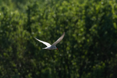 Sterna hirundo