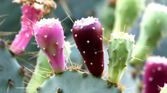 Opuntia cacanapa