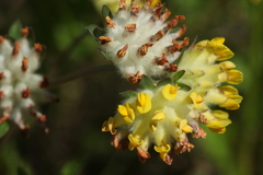 Anthyllis vulneraria polyphylla