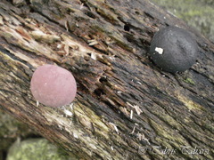 Fungi