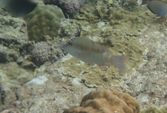 Lethrinus erythropterus