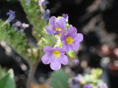 Phacelia keckii