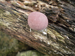Fungi