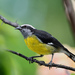 Bananaquit - Photo (c) Paul Joyce, some rights reserved (CC BY-NC)