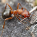 Slave-raider Field Ants - Photo (c) Thomas Barbin, some rights reserved (CC BY-NC), uploaded by Thomas Barbin