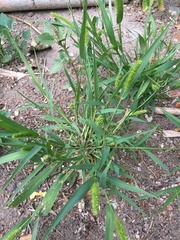 Setaria viridis