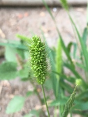 Setaria viridis