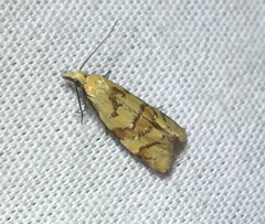 Phtheochroa vitellinana