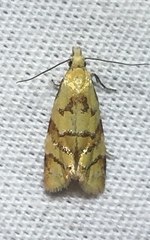 Phtheochroa vitellinana