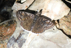 Erynnis pacuvius pacuvius