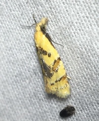 Phtheochroa vitellinana
