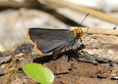 Orange-edged Roadside-Skipper