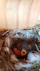 Phoenicurus ochruros