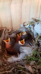 Phoenicurus ochruros