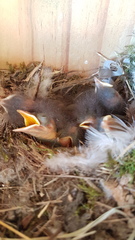 Phoenicurus ochruros