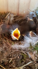 Phoenicurus ochruros