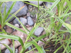 Scirpus sylvaticus