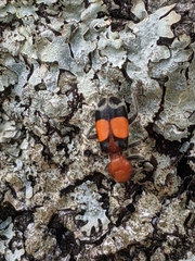 Enoclerus muttkowskii