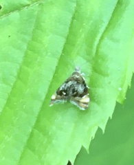 Prochoreutis