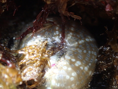 Aulactinia verrucosa