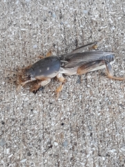 Neoscapteriscus borellii