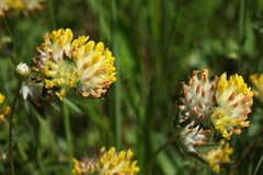 Anthyllis vulneraria polyphylla