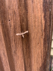 Geina periscelidactylus