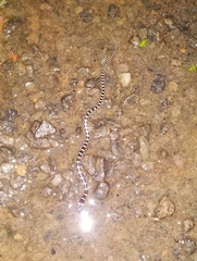 Lycodon travancoricus