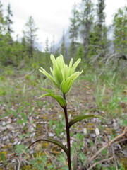 Castilleja lutescens