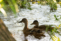 Anas platyrhynchos