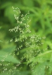 Poaceae